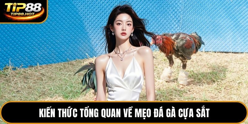 Kiến thức tổng quan về mẹo đá gà cựa sắt